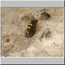 Cerceris rybyensis - Knotenwespe 38h mit Lasioglossum - Furchenbiene - Sandgrube OS-Wallenhorst.jpg